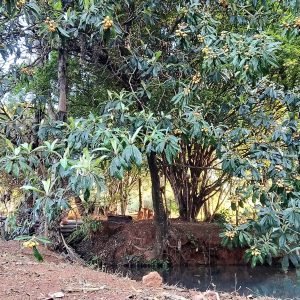 Cantinhos arvore de nêspera